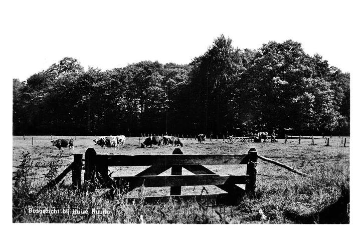 939338	Wei bij	1966 Huize	Ruurlo	Koe	Gelopen met postzegel, Verzamelen, Ansichtkaarten | Nederland, Gelopen, Gelderland, 1960 tot 1980