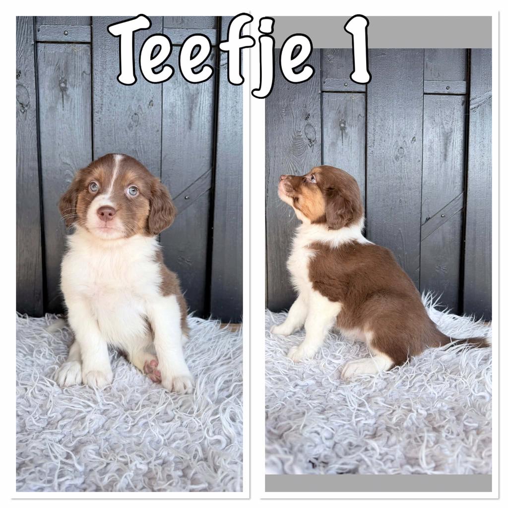 lieve kruising friese stabij x australian sheperd pups, Groot, Meerdere, Meerdere dieren, Nederland