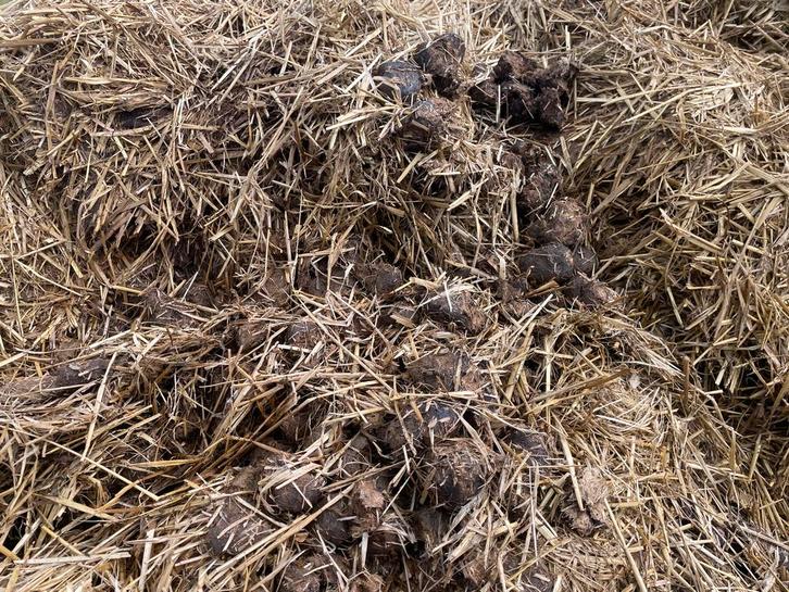 Gratis paardemest, Tuin en Terras, Aarde en Mest, Mest, Ophalen