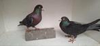 Te koop  een mooi koppeltje zwarte sierduiven, Dieren en Toebehoren, Meerdere dieren, Overige soorten