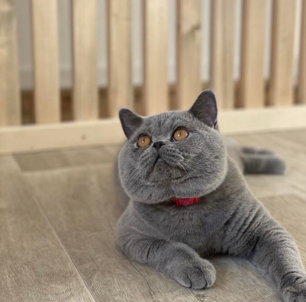 Britse korthaar dekkaters, Dieren en Toebehoren, Katten en Kittens | Dekkaters, 0 tot 2 jaar