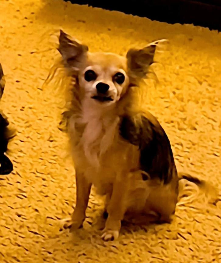 Gastouder gezocht!, Dieren en Toebehoren, Honden | Chihuahua's en Gezelschapshonden, Reu, Chihuahua, Particulier, Eén hond, Nederland