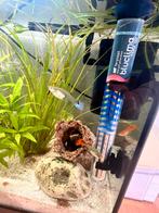 2 vrouwtjes guppies €0,50 per stuk, Ophalen of Verzenden, Zo goed als nieuw