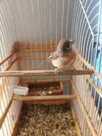 Jong kapoetie Sijs., Dieren en Toebehoren, Vrouwelijk, Tropenvogel, Geringd