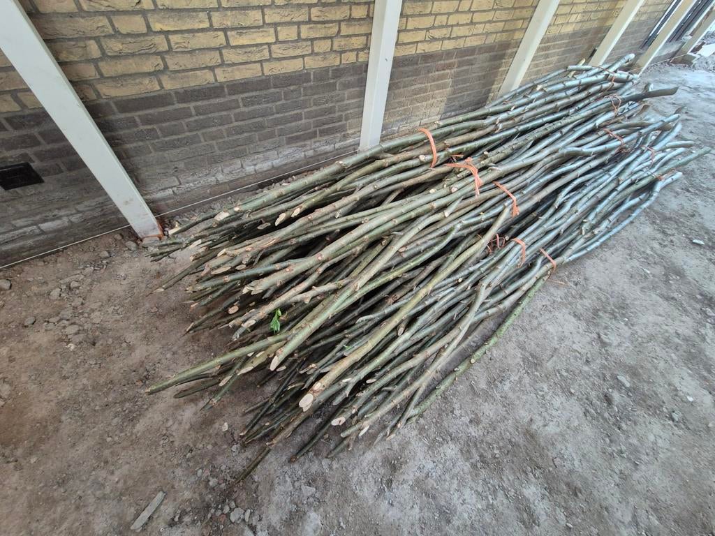 Wilgentakken 16 bossen van 10 takken, Ophalen, Volle zon, Overige soorten