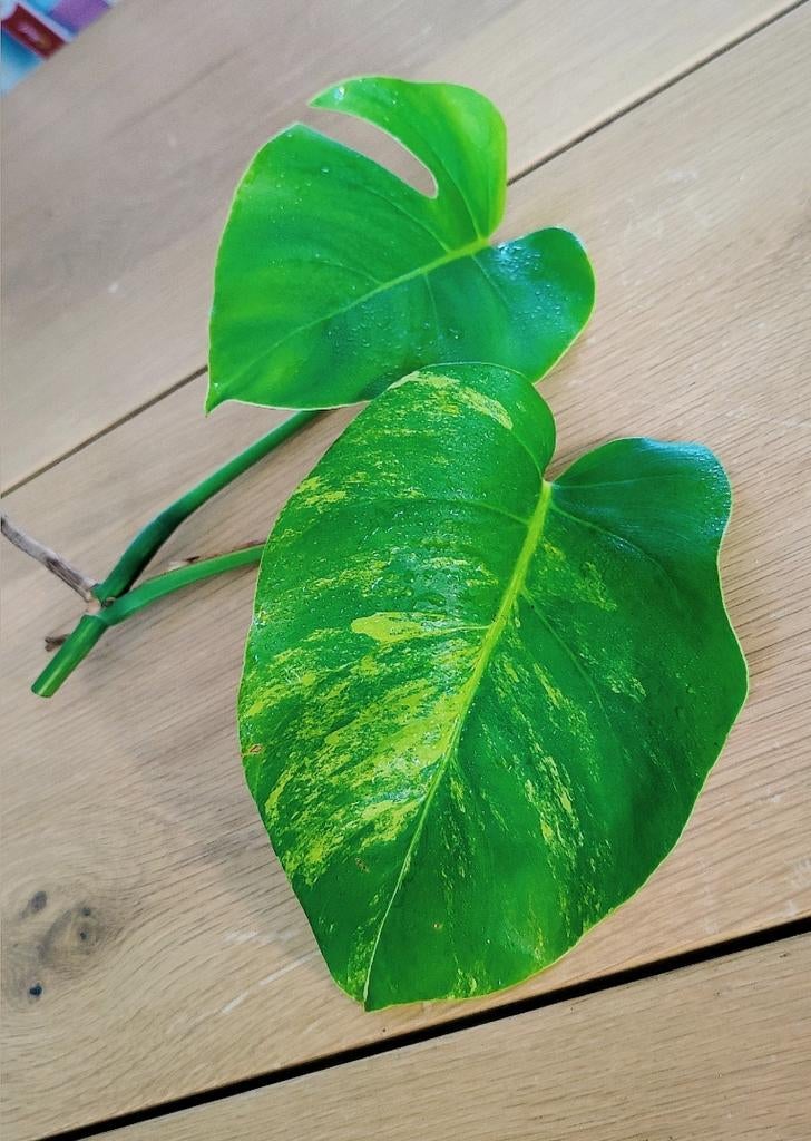 Monstera Aurea yellow variegata kopstek, Huis en Inrichting, Kamerplanten, Ophalen, Halfschaduw, Minder dan 100 cm