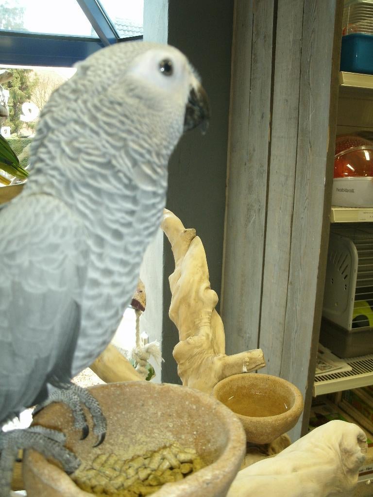 tamme grijze roodstaart, Dieren en Toebehoren, Vogels | Parkieten en Papegaaien, Mannelijk, Papegaai, Geringd