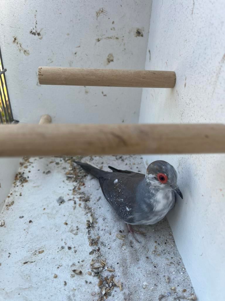 Diamant duifje man, Mannelijk