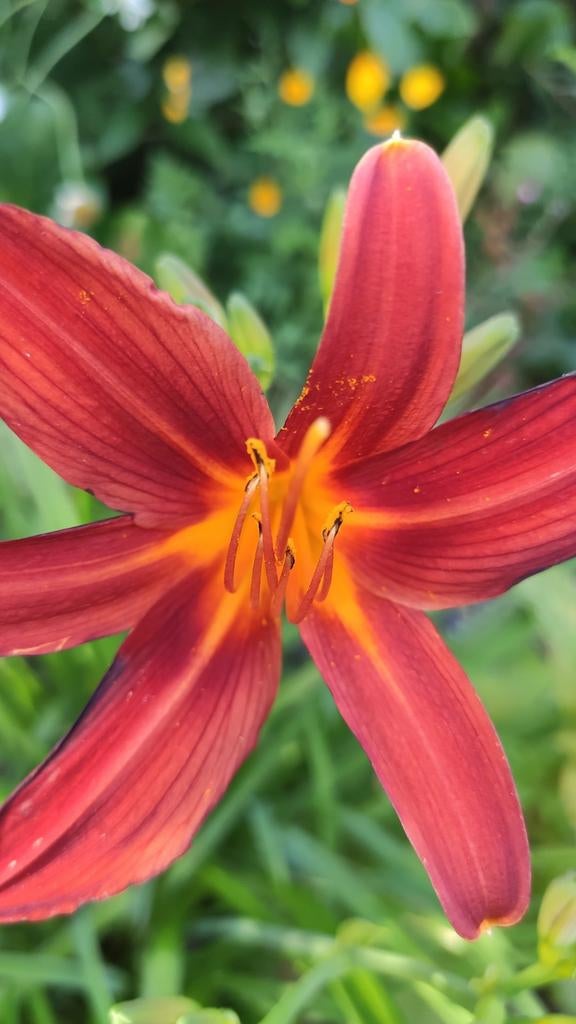 Dag Lelie, Ophalen, Overige soorten, Volle zon