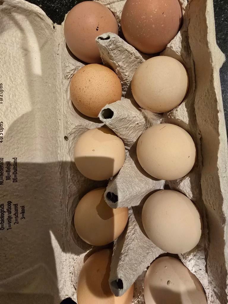 Wyandotte columbus  broed eieren broedeieren, Dieren en Toebehoren, Pluimvee, Geslacht onbekend, Kip