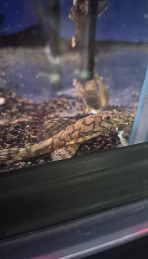 L519 (Ancistrus sp.)Rio Iténez borstelneus, Dieren en Toebehoren, Vissen | Aquariumvissen, Vis