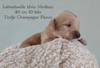 Labradoodle Multigen Doodle Labrador poedel mini medium, Overige rassen, 8 tot 15 weken, Parvo, Meerdere
