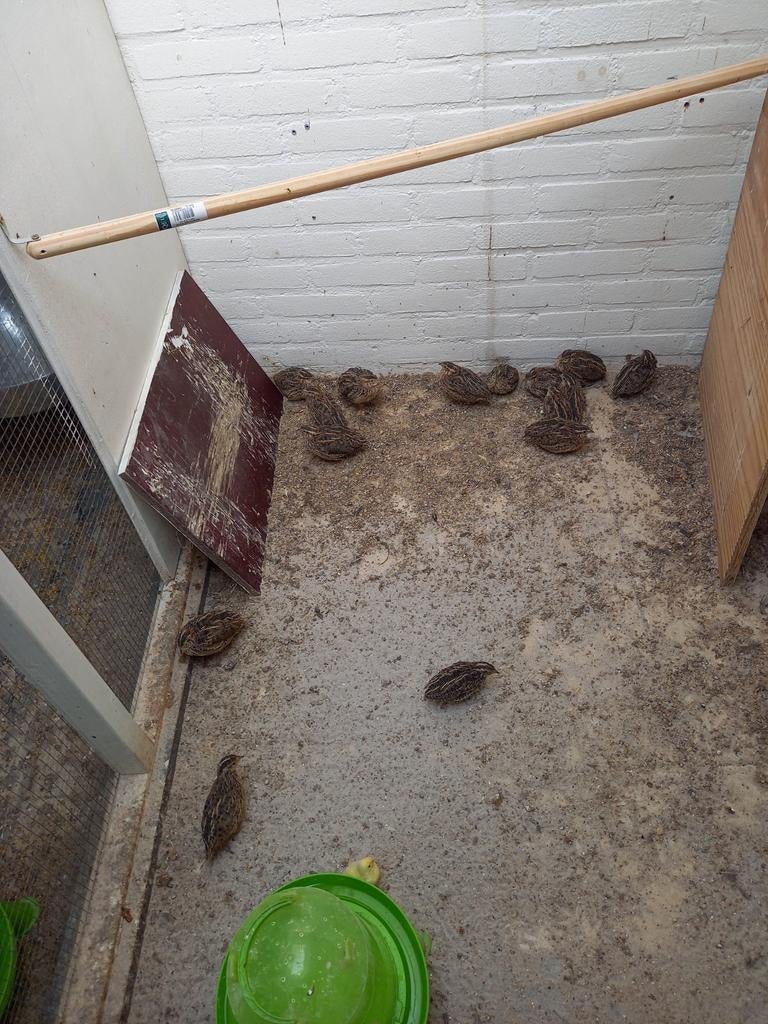 Europese kwartels, Meerdere dieren, Wildzangvogel, Geringd