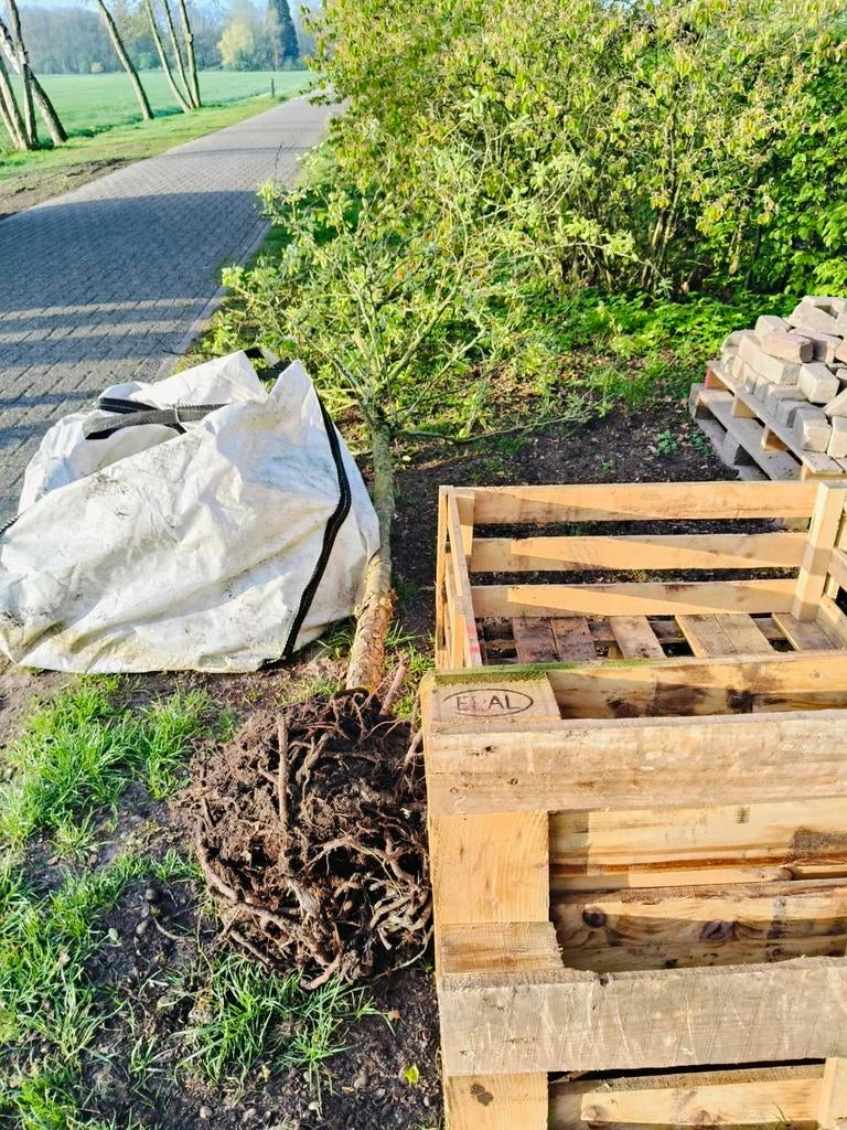 Grote Perenboom - 4 meter hoog, Ophalen, 400 cm of meer, Perenboom