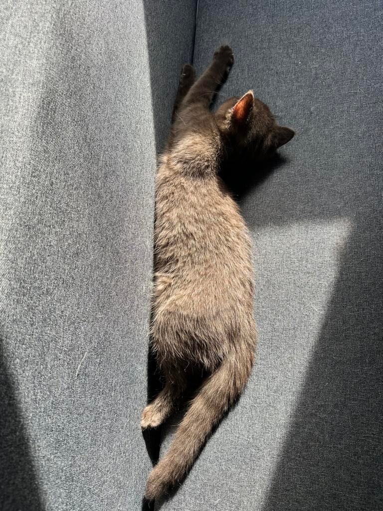 Britse kortehaar, Dieren en Toebehoren, Katten en Kittens | Raskatten | Korthaar, Kater, Ontwormd