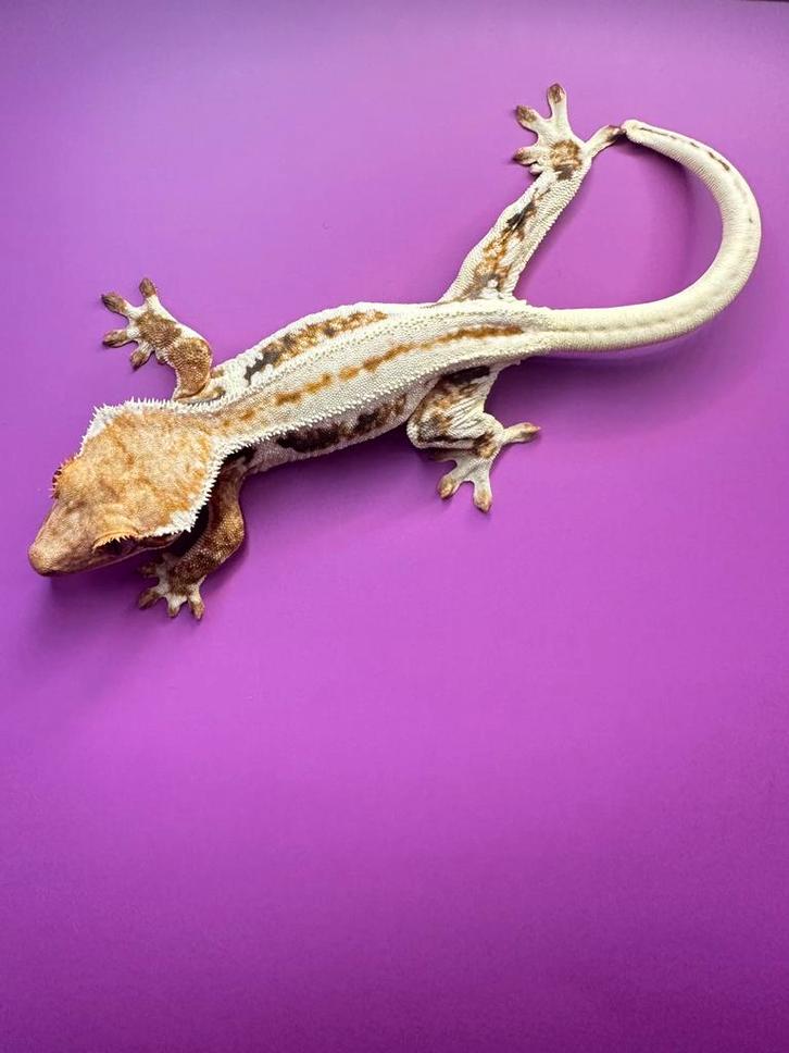 Wimpergekko vrouw tricolor lilly white superstripe