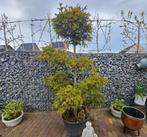 Taxus Baccata Bonsai 200cm hoog, Volle zon, Vaste plant, Bloeit niet, Ophalen