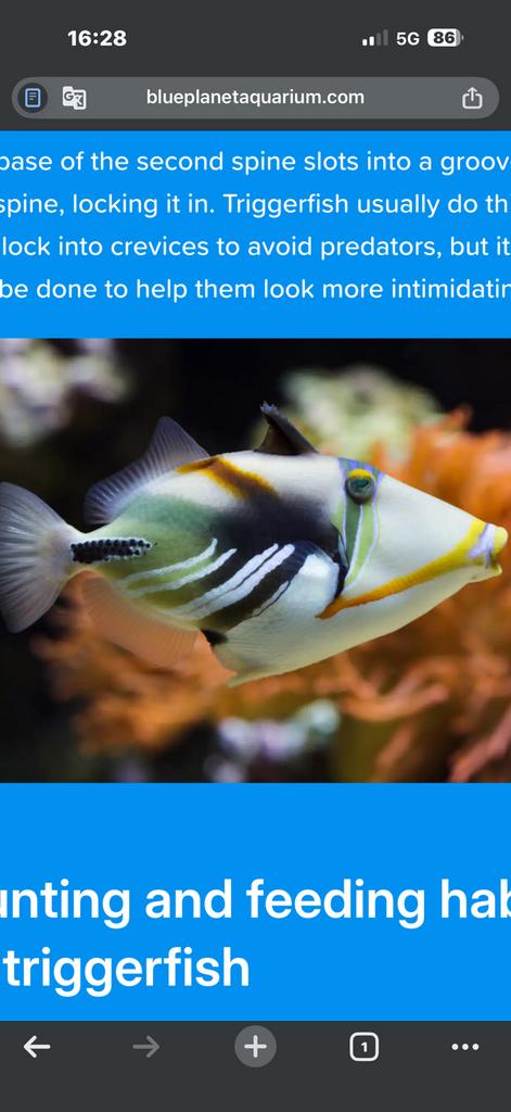 Zeeaquarium. Vis Rhinecanthus Aculeatus, Dieren en Toebehoren, Vissen | Aquariumvissen, Vis