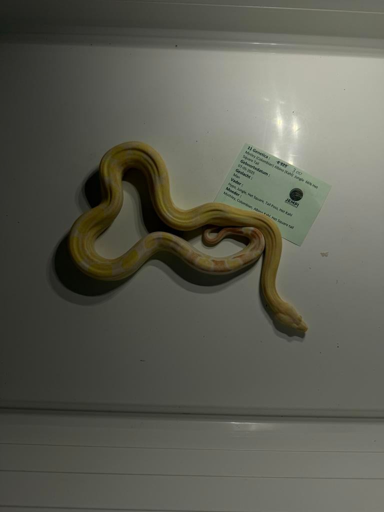 Prachtige BCI (Boa imperator) Nakweek – Eten/Vervellen goed Boa Constrictor - unknown for sale from Jean Pierre