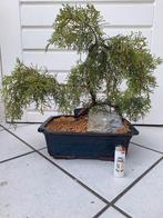 bonsai, Bloeit niet, Halfschaduw, Minder dan 100 cm, Overige soorten