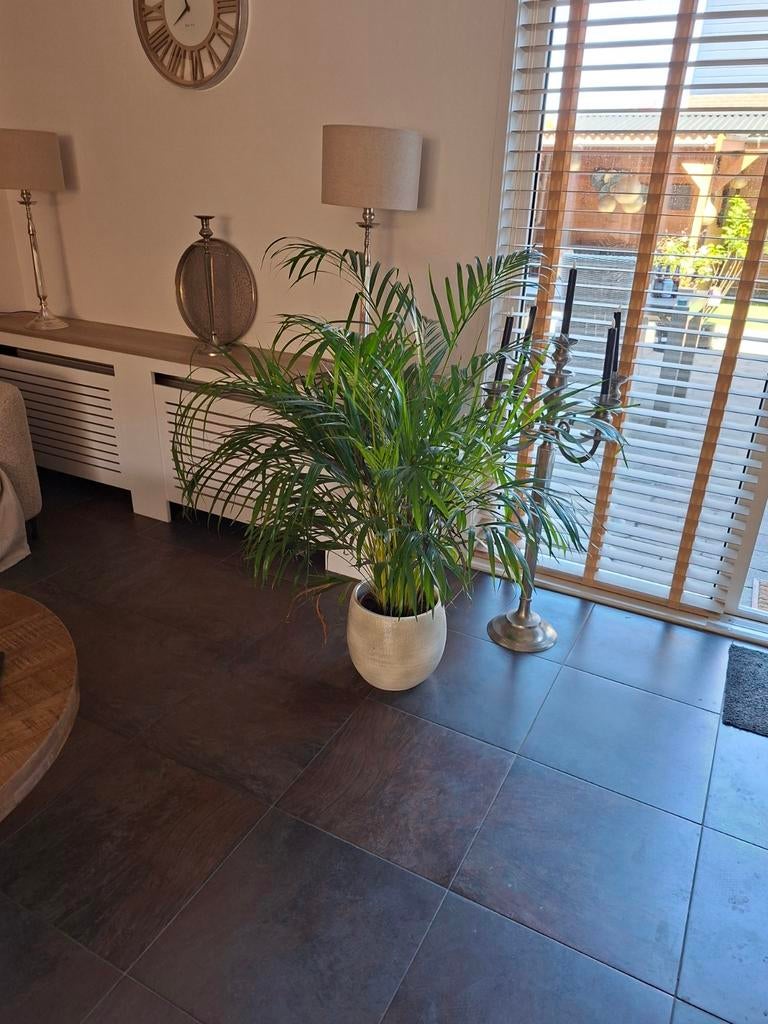 Palm plant, Ophalen of Verzenden, Halfschaduw