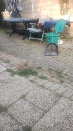 Kingduiven 6stuks, Dieren en Toebehoren