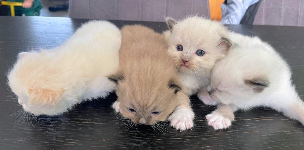 Ragdoll kittens, Dieren en Toebehoren, Meerdere dieren, Ontwormd, 0 tot 2 jaar