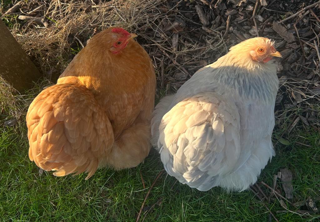 Cochin kriel broedeieren, Dieren en Toebehoren, Pluimvee, Geslacht onbekend, Kip