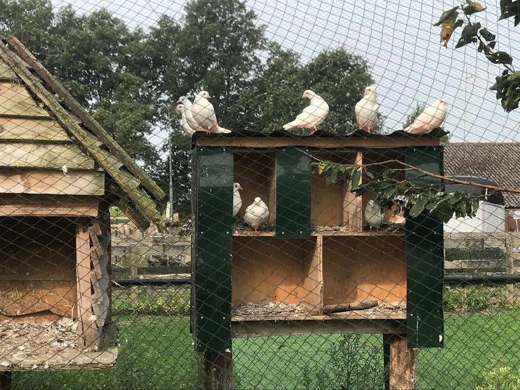 Duif wit, Meerdere dieren, Tortelduif