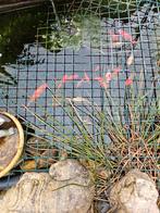 Goudvissen voor de vijver , voor een  prikkie!, Goudvis(sen)