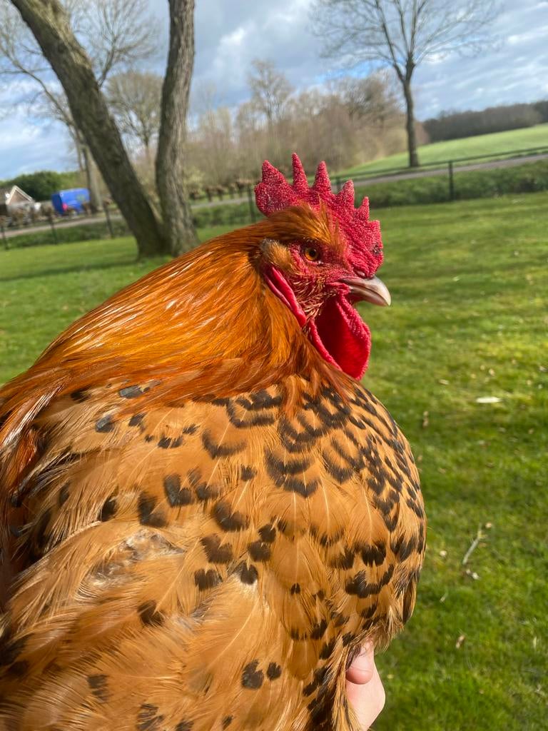 Orpington haan, Dieren en Toebehoren, Mannelijk, Kip