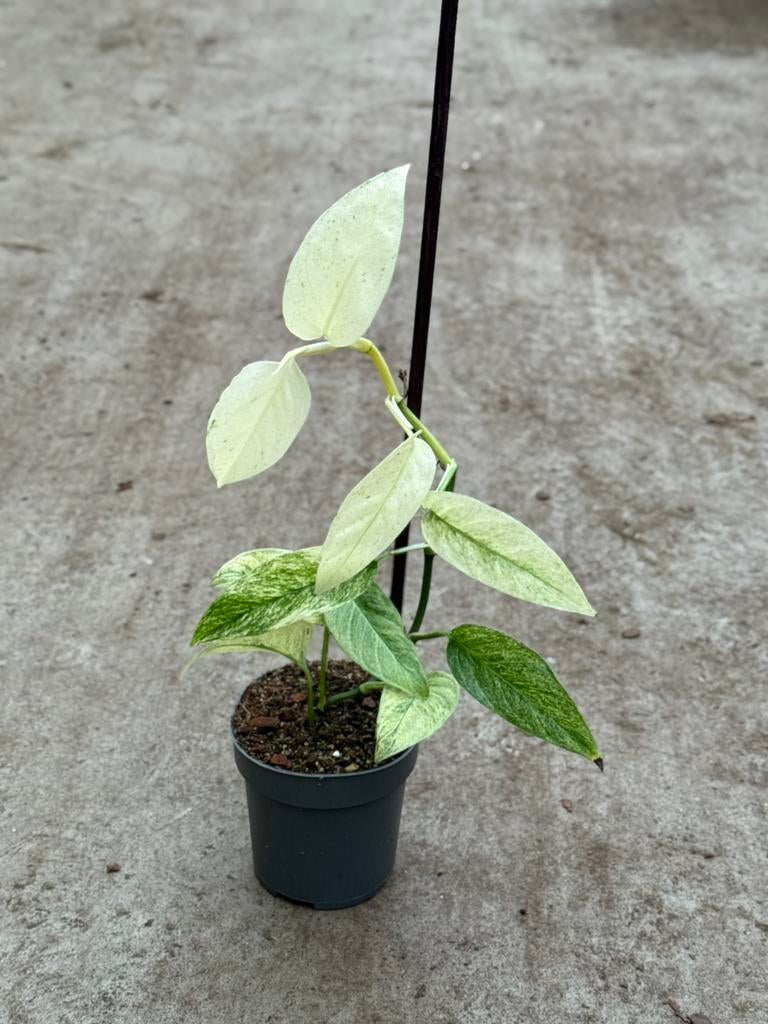 Monstera Laniata Mint Variegata, Huis en Inrichting, Kamerplanten, Ophalen of Verzenden, Halfschaduw, Minder dan 100 cm