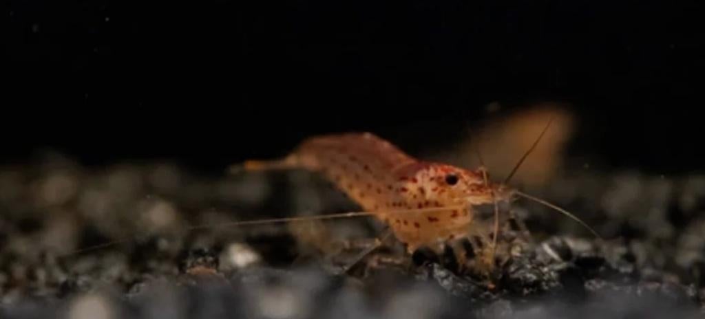 Sunset Red Amano garnalen 2-3 cm - Sunset Caridina shrimp, Kreeft, Krab of Garnaal, Zoetwatervis