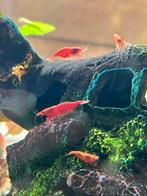 Rode garnalen, Dieren en Toebehoren, Vis