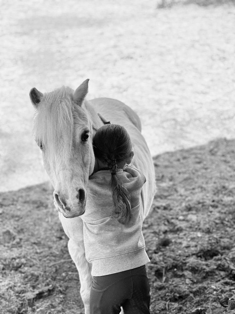 Stalling gezocht 2 kleine pony’s, Dieren en Toebehoren, Stalling en Weidegang, Stalling, Weidegang, 2 of 3 paarden of pony's