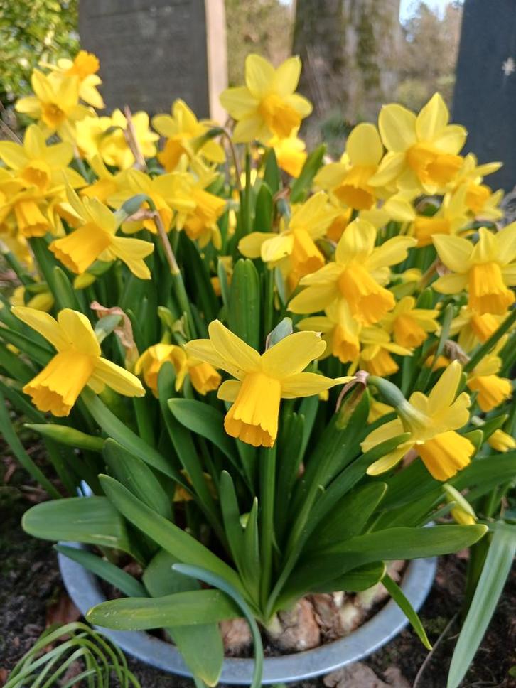 Gevraagd: uitgebloeide bloembollen voor de stadstuin, Tuin en Terras, Bloembollen en Zaden, Bloembol, Volle zon, Ophalen