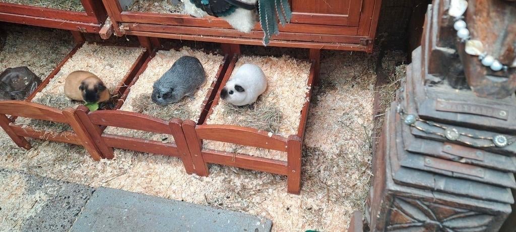 Vakantie opvang cavia oppas cavia's knaagdieren, Diensten en Vakmensen, Dieren | Overige | Verzorging, Oppas en Les, Oppas