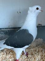 Mooi  meeuwtje, Mannelijk, Postduif