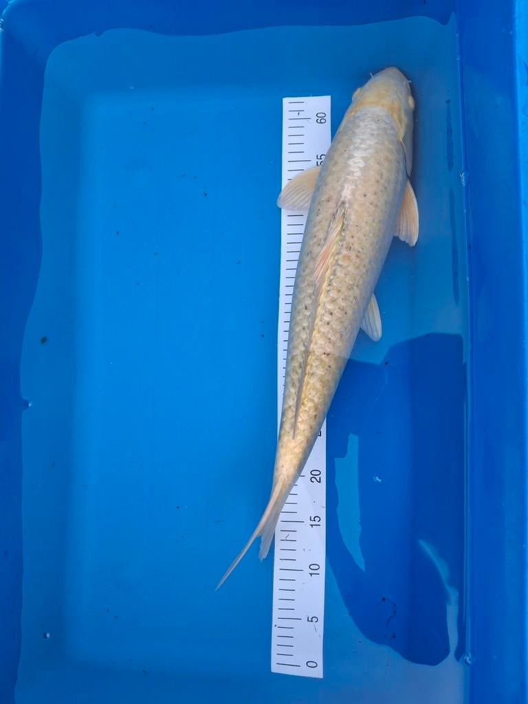 Koi platinum ogon 55 cm., Karper of Koi