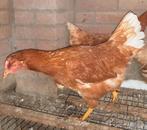 Lohmann Brown leghennen, Dieren en Toebehoren, Vrouwelijk, Kip