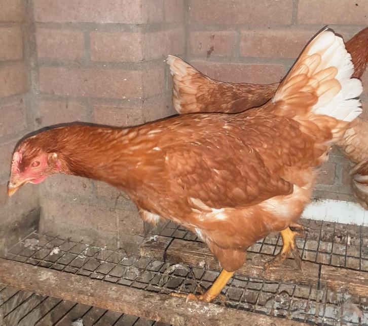 Lohmann Brown leghennen, Dieren en Toebehoren, Pluimvee, Kip, Vrouwelijk