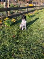 Duitse staande korthaar pup, mag nest verlaten, Reu, 8 tot 15 weken, Eén hond, Duitse Staande hond