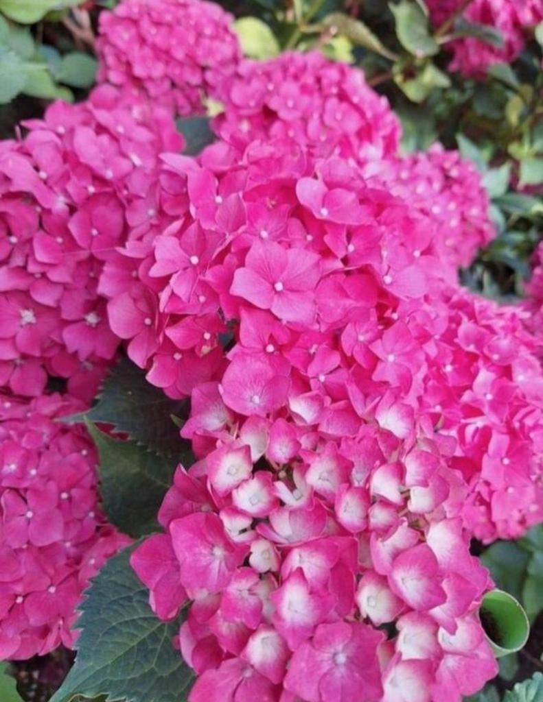 Mega grote hortensia, Ophalen, Hortensia, Minder dan 100 cm