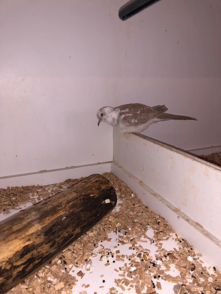 Diamant duifje 2025, Dieren en Toebehoren, Vogels | Overige Vogels, Vrouwelijk, Tropenvogel