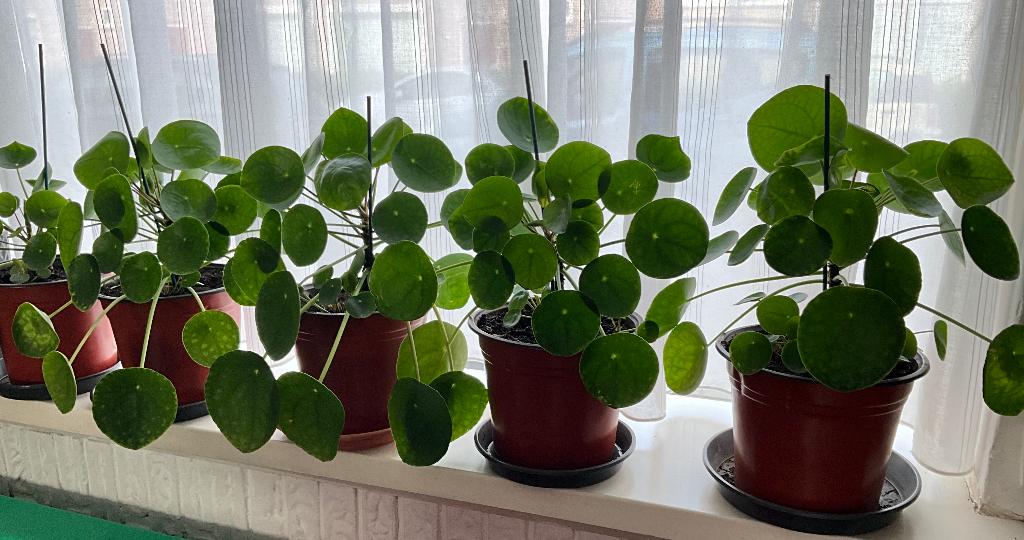 Pannenkoek plant (Money plant), Ophalen, Overige soorten, Halfschaduw, In pot