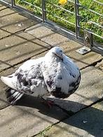 Gevraagd:   Machenero doffers en duivinnen, Meerdere dieren, Overige soorten