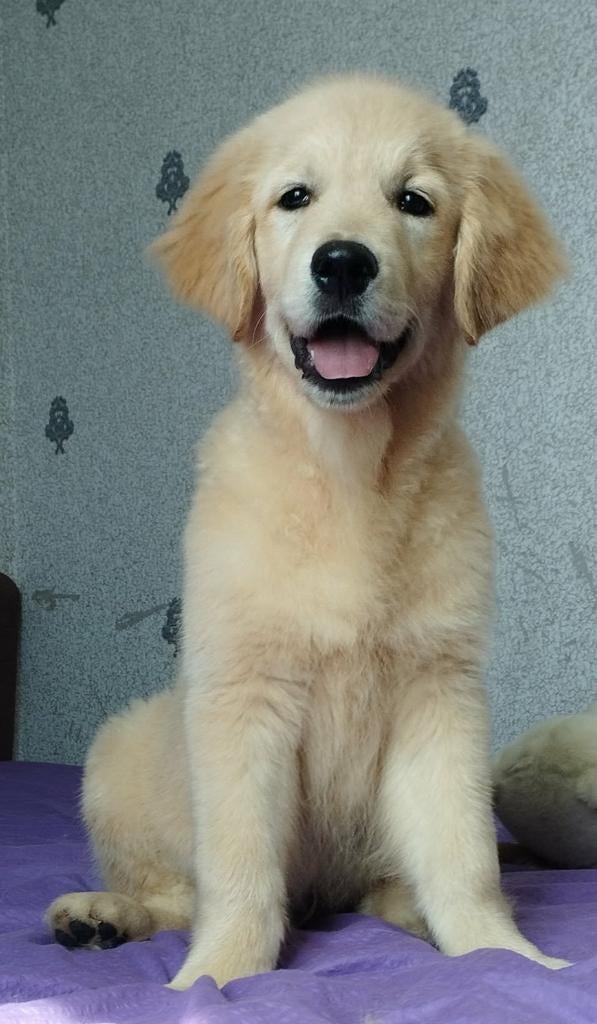 Golden retriever reutjes, Golden retriever, Particulier, 15 weken tot 1 jaar, Reu