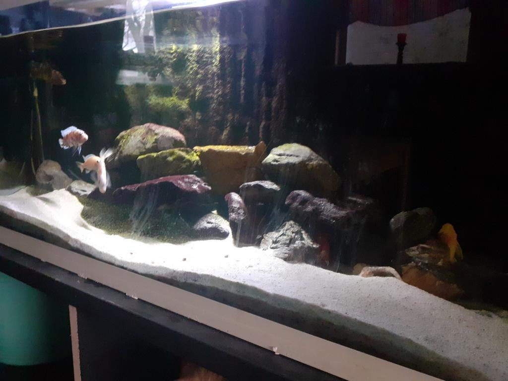 Compleet malawi chicliden bestand met 4 meervallen en 3 alg., Dieren en Toebehoren, Vissen | Aquariumvissen, Vis, Zoetwatervis