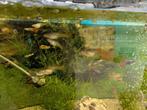 guppy ( neem bakje mee), Dieren en Toebehoren, Vissen | Aquariumvissen, Vis, Zoetwatervis