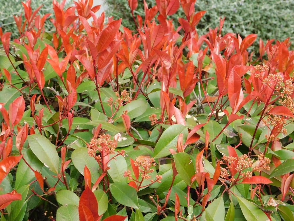 Photinia 'Red Robin' | Glansmispel, Ophalen, Overige soorten, Haag, 100 tot 250 cm